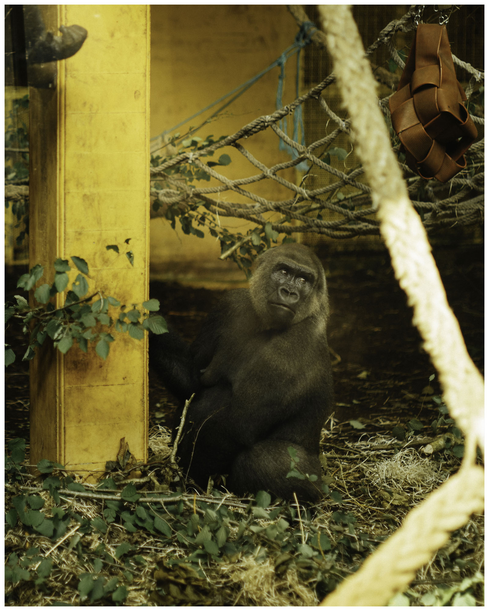 blog/1_Cabarceno/tina_mimika_photographer_landscape_photography_medium_format_sonyalpha_pentax67_spaintravel_cabarceno_cantabria-7_tpsrms