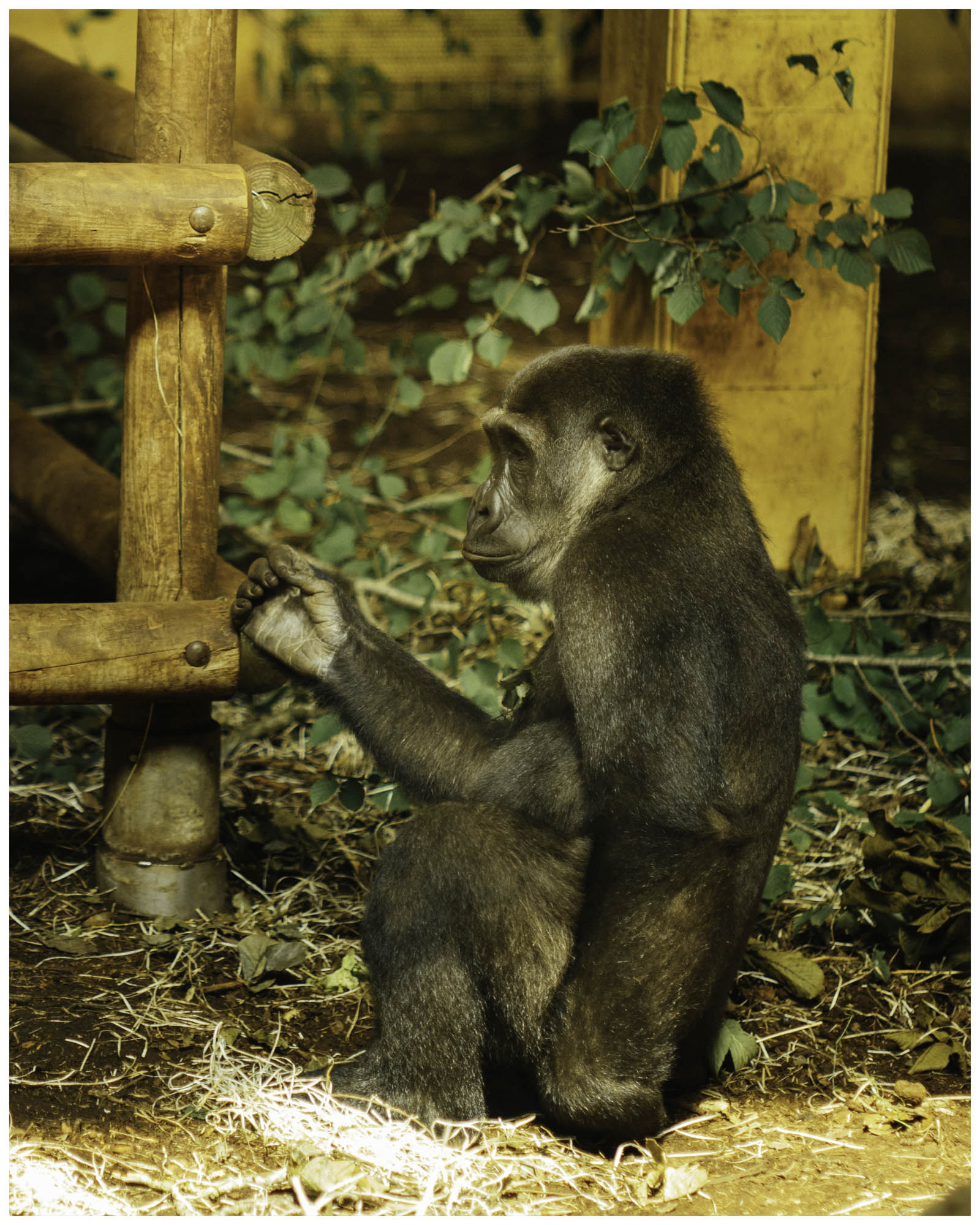 blog/1_Cabarceno/tina_mimika_photographer_landscape_photography_medium_format_sonyalpha_pentax67_spaintravel_cabarceno_cantabria-6_uoludt