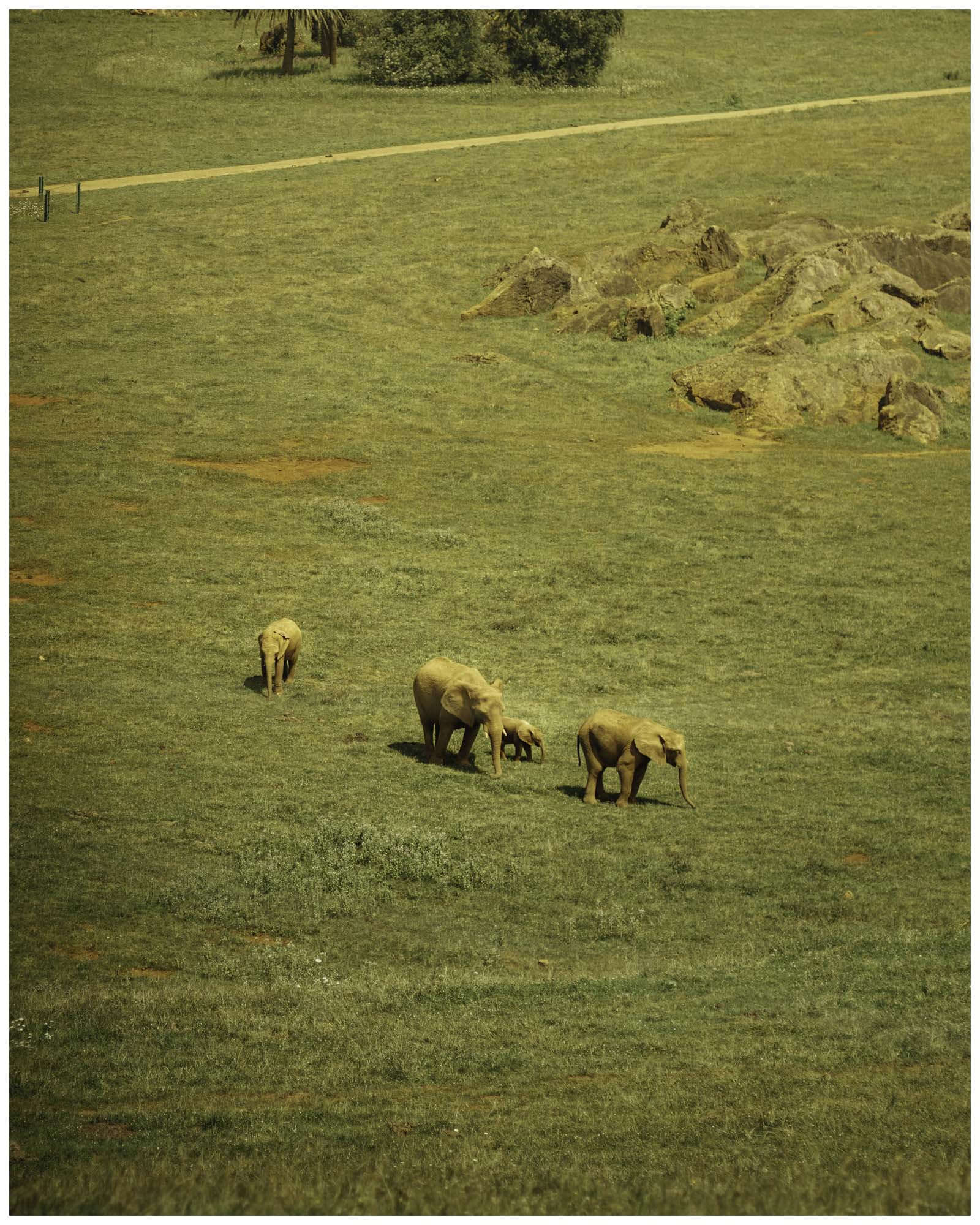 blog/1_Cabarceno/tina_mimika_photographer_landscape_photography_medium_format_sonyalpha_pentax67_spaintravel_cabarceno_cantabria-19_wucb0i