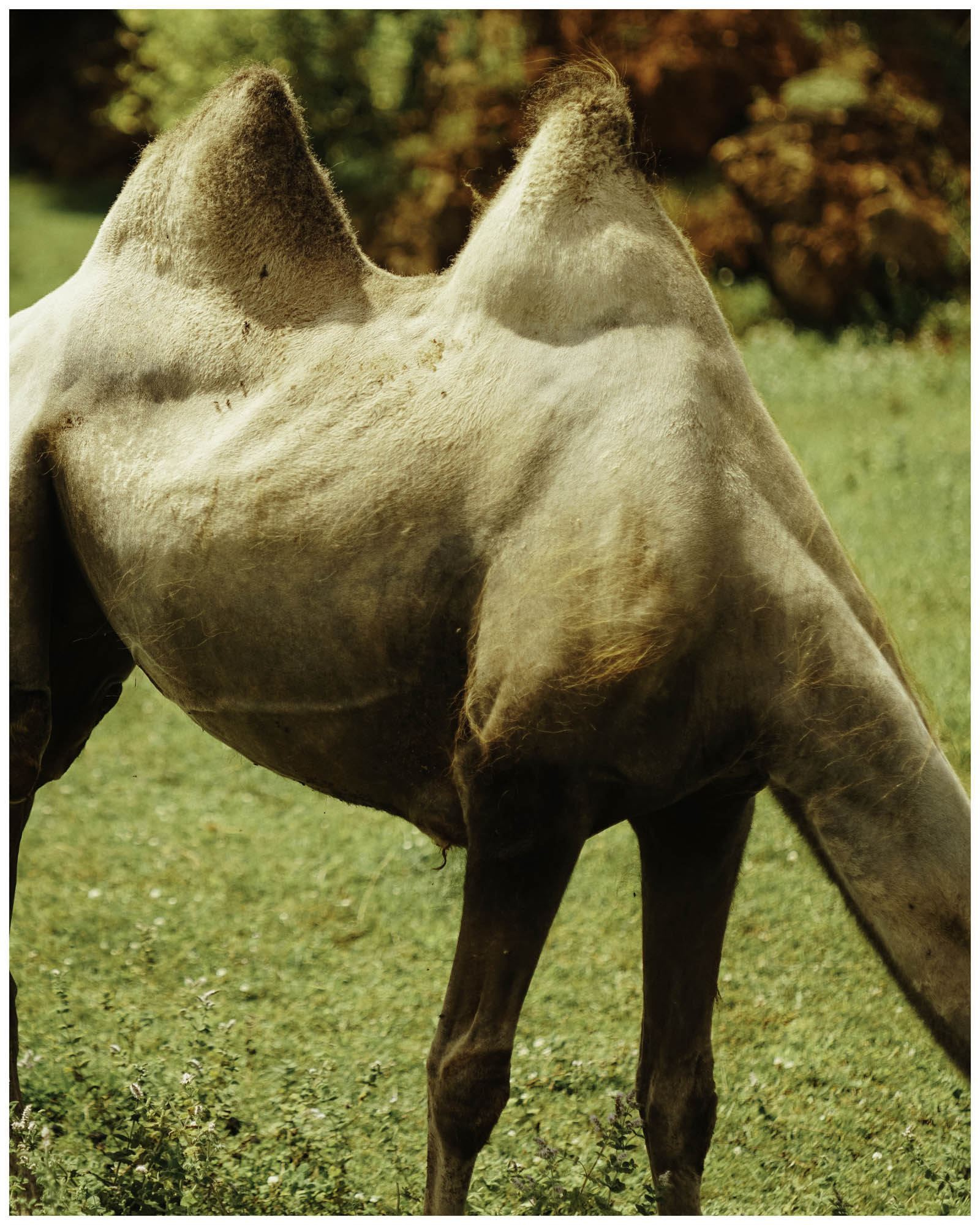 blog/1_Cabarceno/tina_mimika_photographer_landscape_photography_medium_format_sonyalpha_pentax67_spaintravel_cabarceno_cantabria-2_fxqxws