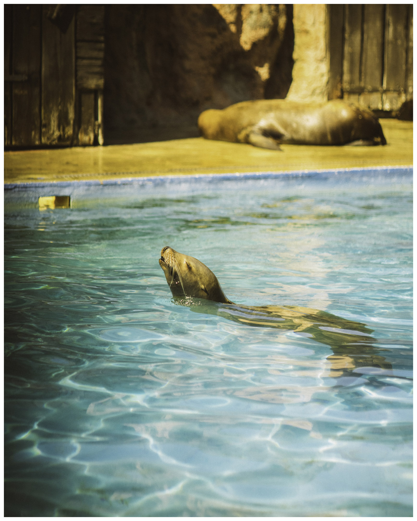 blog/1_Cabarceno/tina_mimika_photographer_landscape_photography_medium_format_sonyalpha_pentax67_spaintravel_cabarceno_cantabria-9_o3fi4c