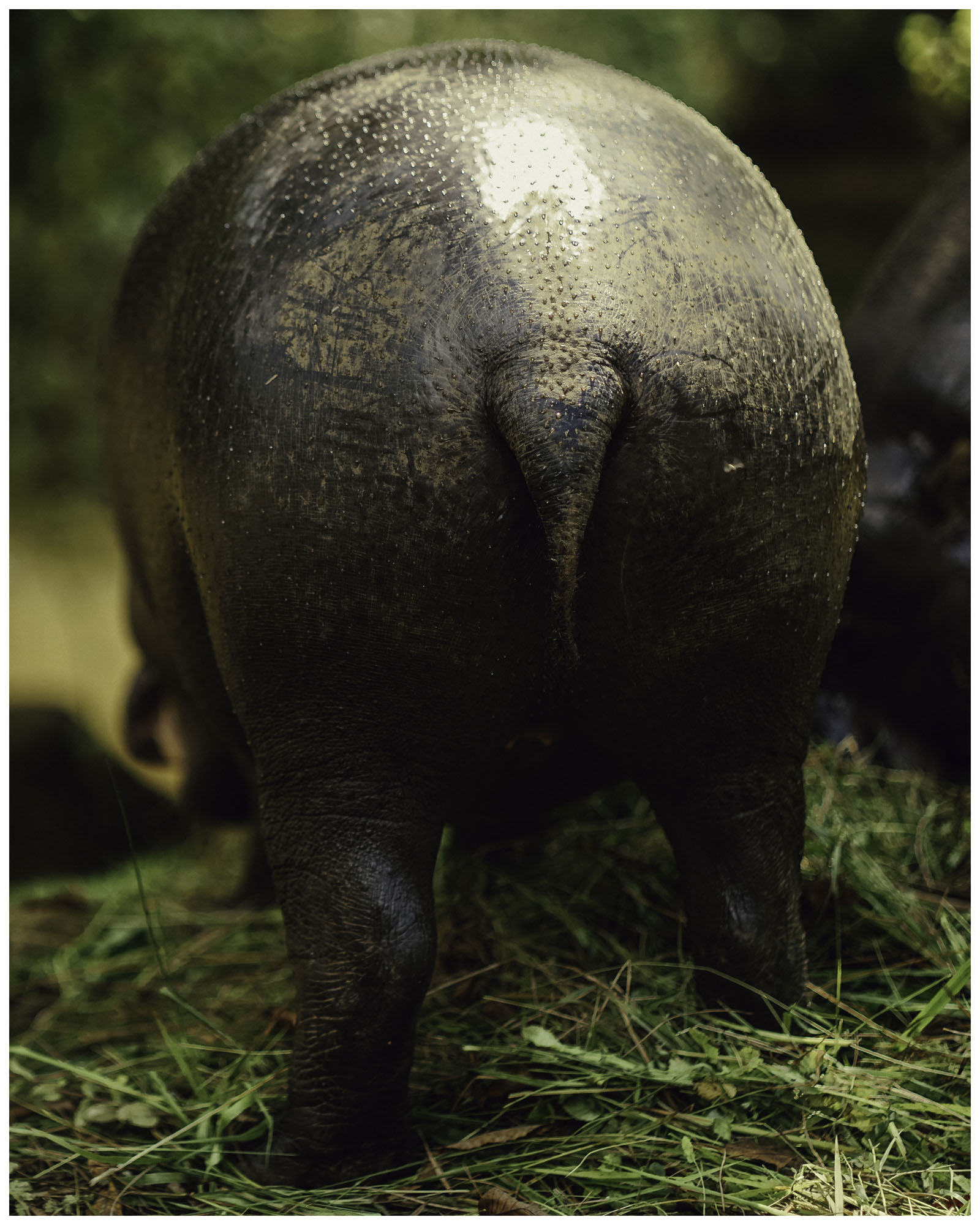 blog/1_Cabarceno/tina_mimika_photographer_landscape_photography_medium_format_sonyalpha_pentax67_spaintravel_cabarceno_cantabria-16_qwq3nk