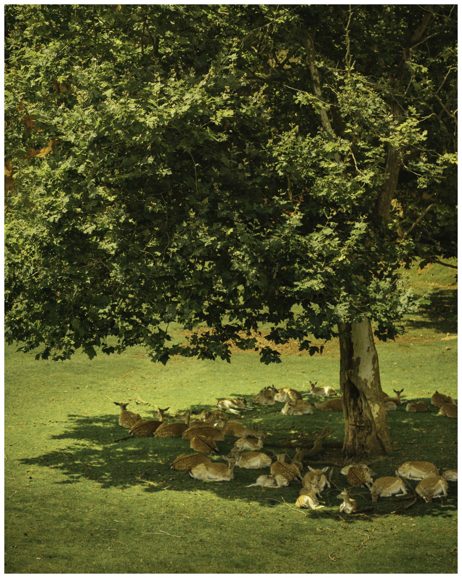 blog/1_Cabarceno/tina_mimika_photographer_landscape_photography_medium_format_sonyalpha_pentax67_spaintravel_cabarceno_cantabria-3_deaszg