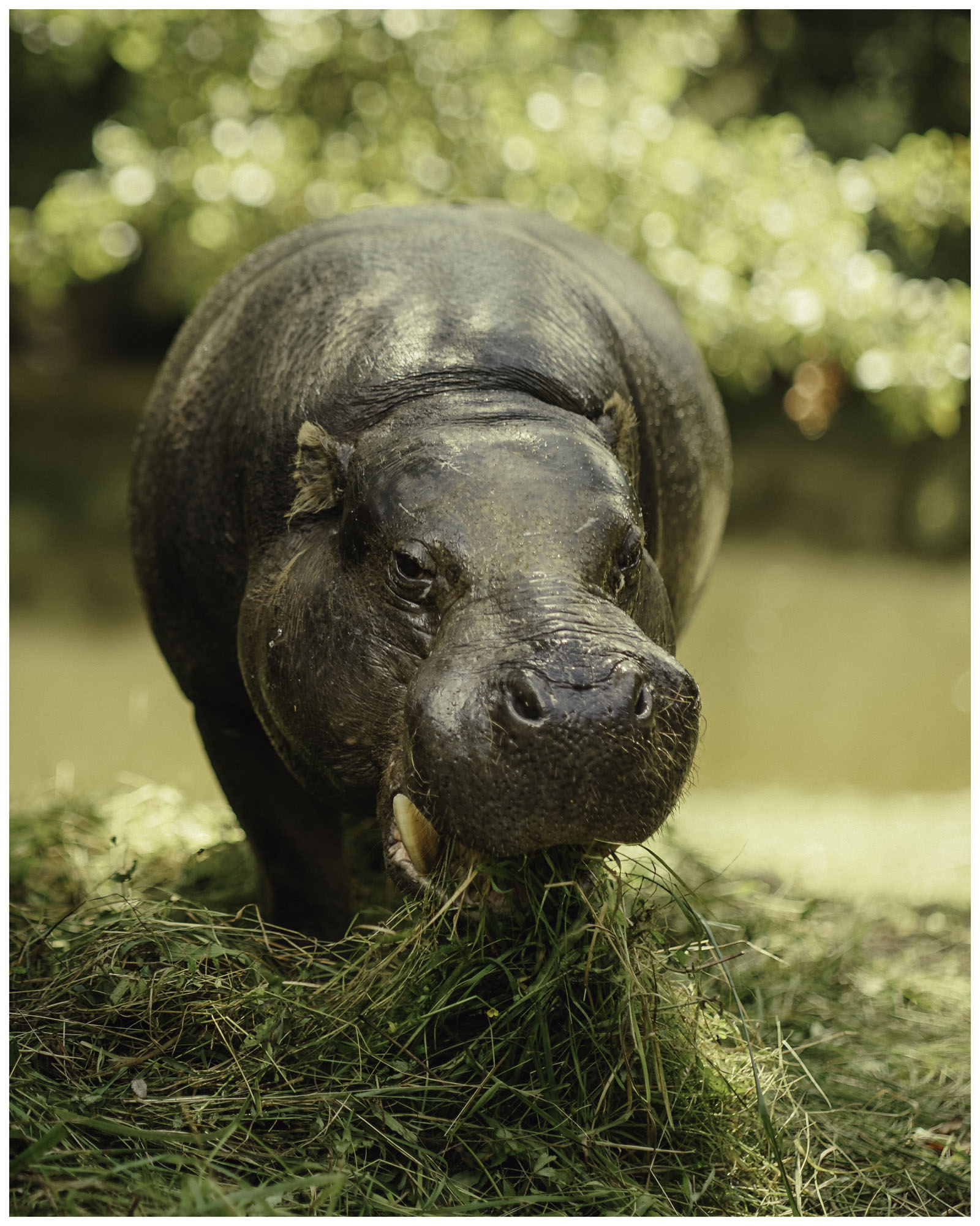 blog/1_Cabarceno/tina_mimika_photographer_landscape_photography_medium_format_sonyalpha_pentax67_spaintravel_cabarceno_cantabria-17_esdffl