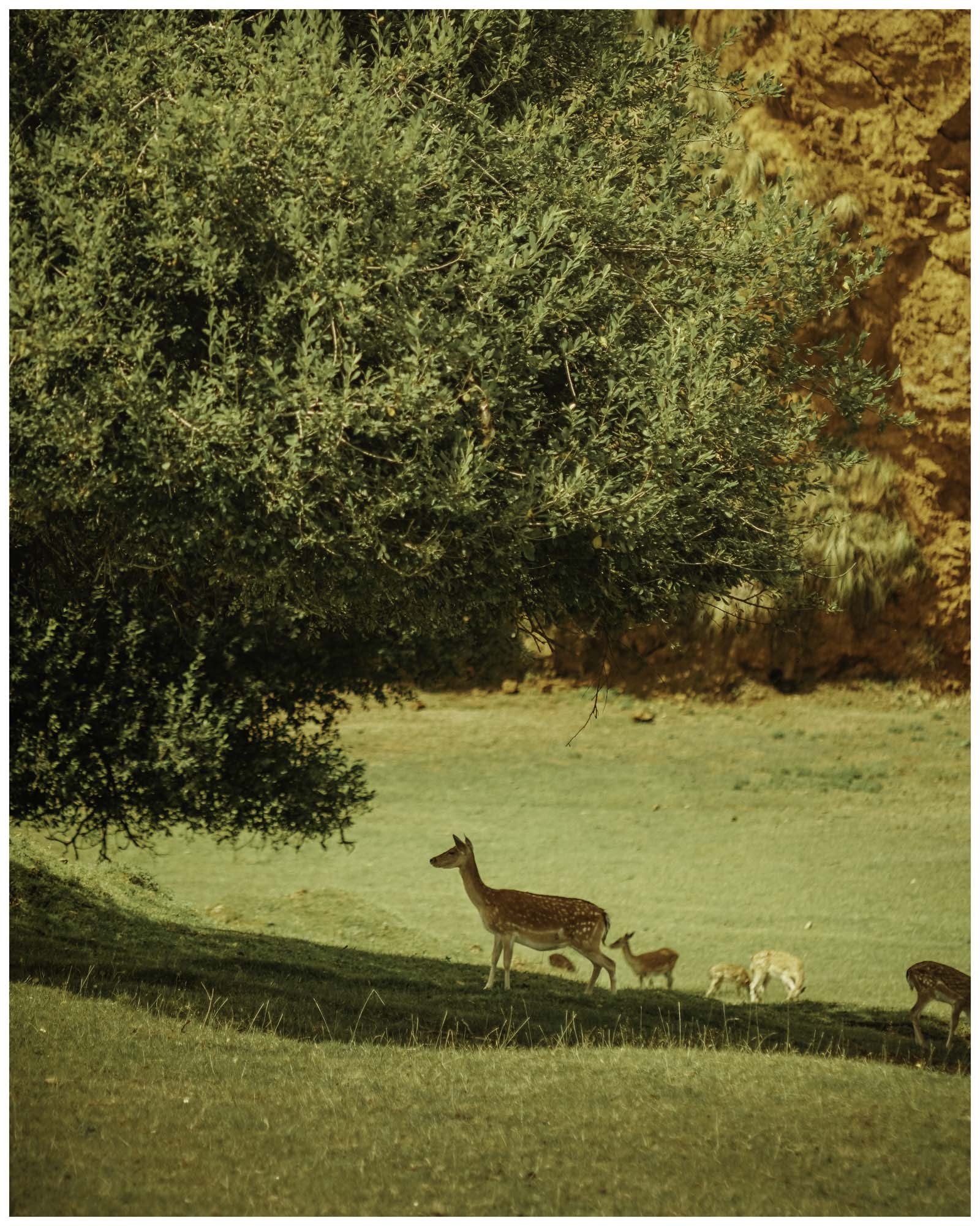 blog/1_Cabarceno/tina_mimika_photographer_landscape_photography_medium_format_sonyalpha_pentax67_spaintravel_cabarceno_cantabria-5_t4dnfy