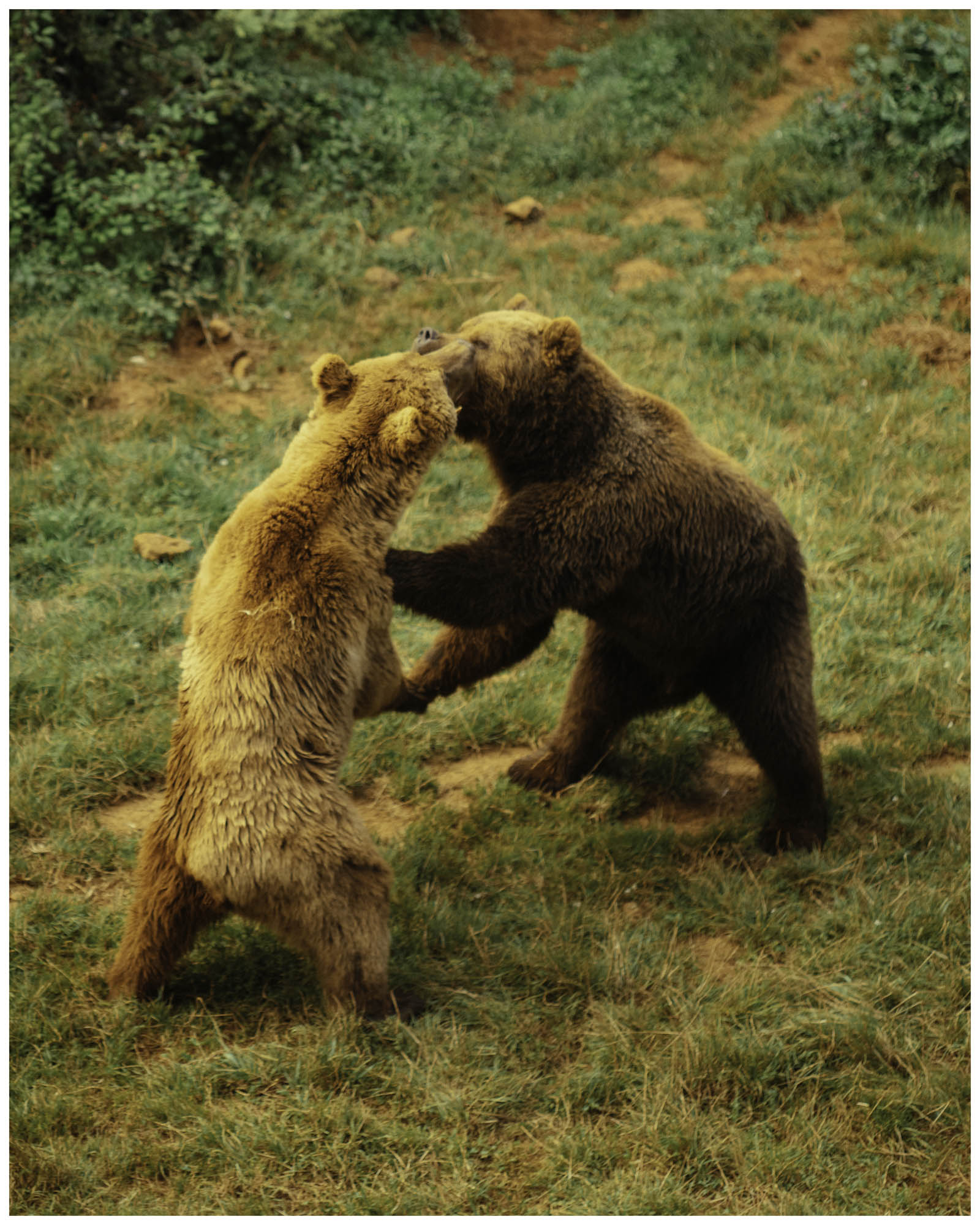 blog/1_Cabarceno/tina_mimika_photographer_landscape_photography_medium_format_sonyalpha_pentax67_spaintravel_cabarceno_cantabria-11_t3bkav