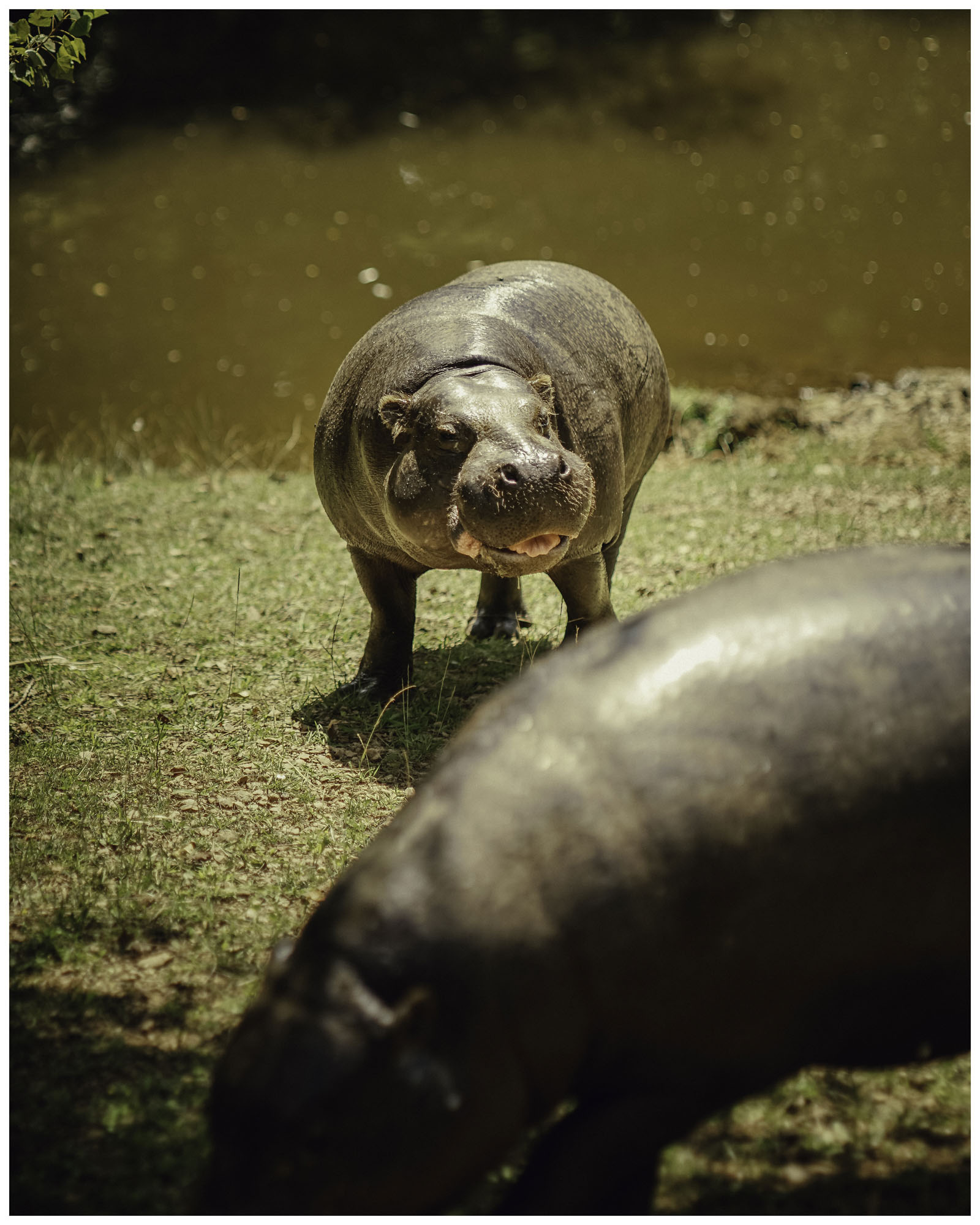 blog/1_Cabarceno/tina_mimika_photographer_landscape_photography_medium_format_sonyalpha_pentax67_spaintravel_cabarceno_cantabria-15_hnu381